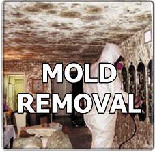 mold removal
