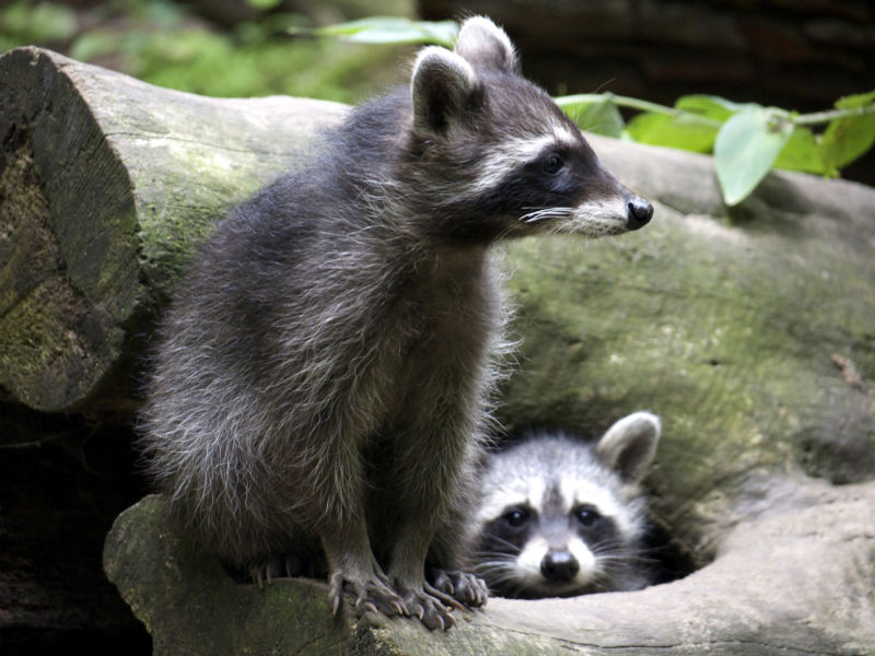 The Importance of Animal Control in Reynoldsburg