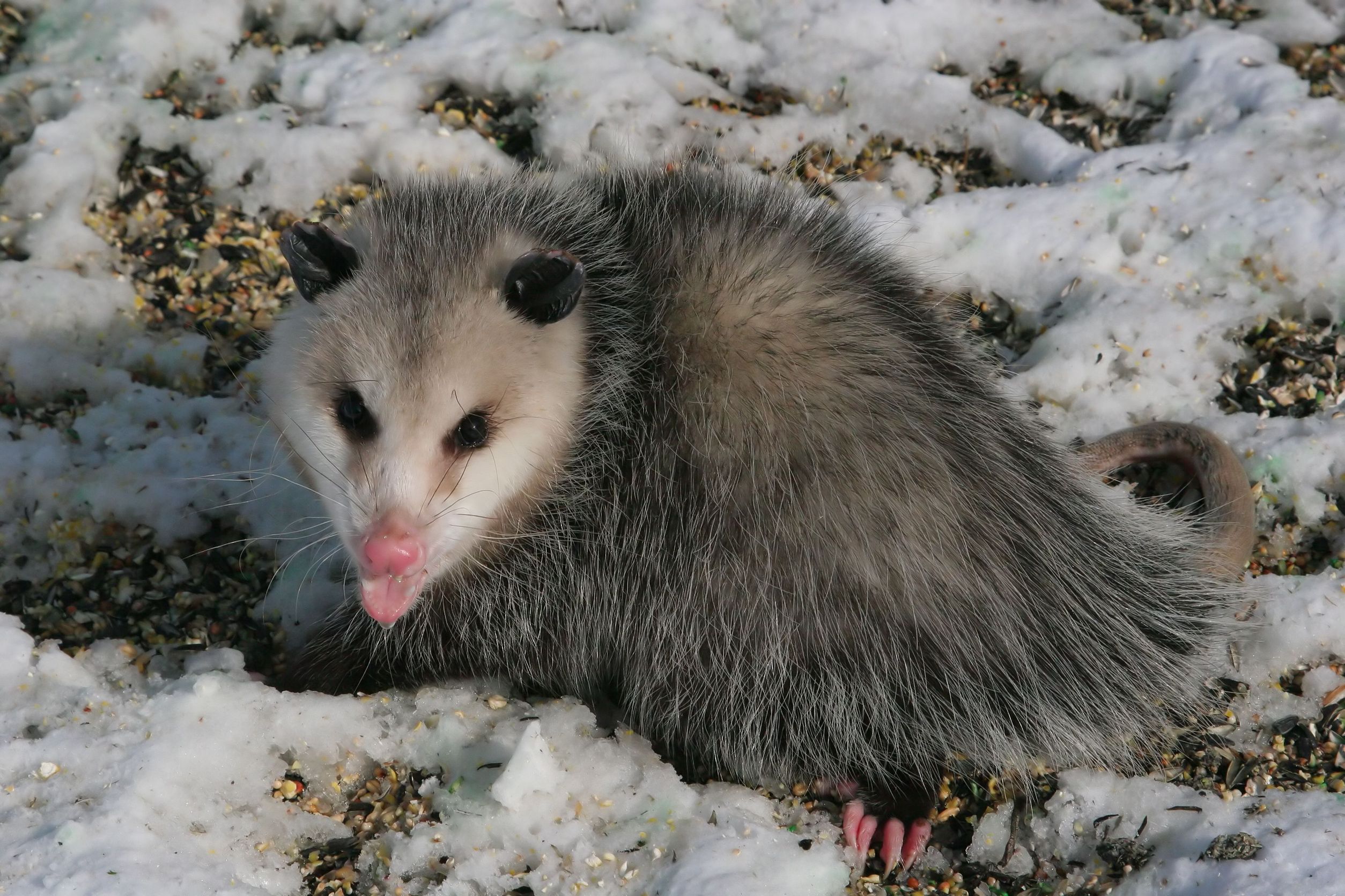 When to Call a Wildlife Expert for Opossum Removal in Westerville, OH