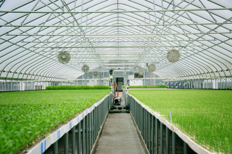 A Few Factors to Consider Before Buying a Nursery Greenhouse