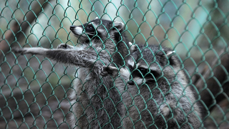 Catch a Bandit with Raccoon removal in Reynoldsburg